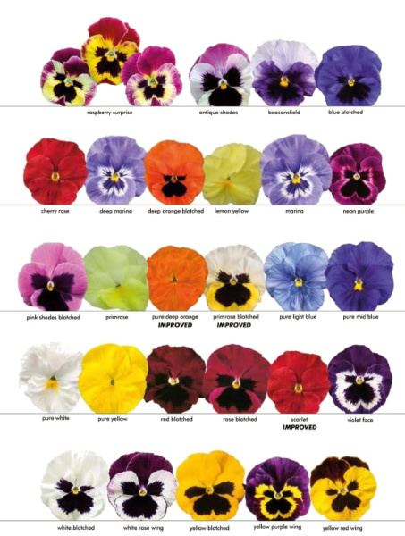 Фото Виола крупноцветковая Селло Виолет Фэйс, 100шт. Профессиональная упаковка